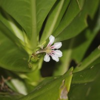 Scaevola